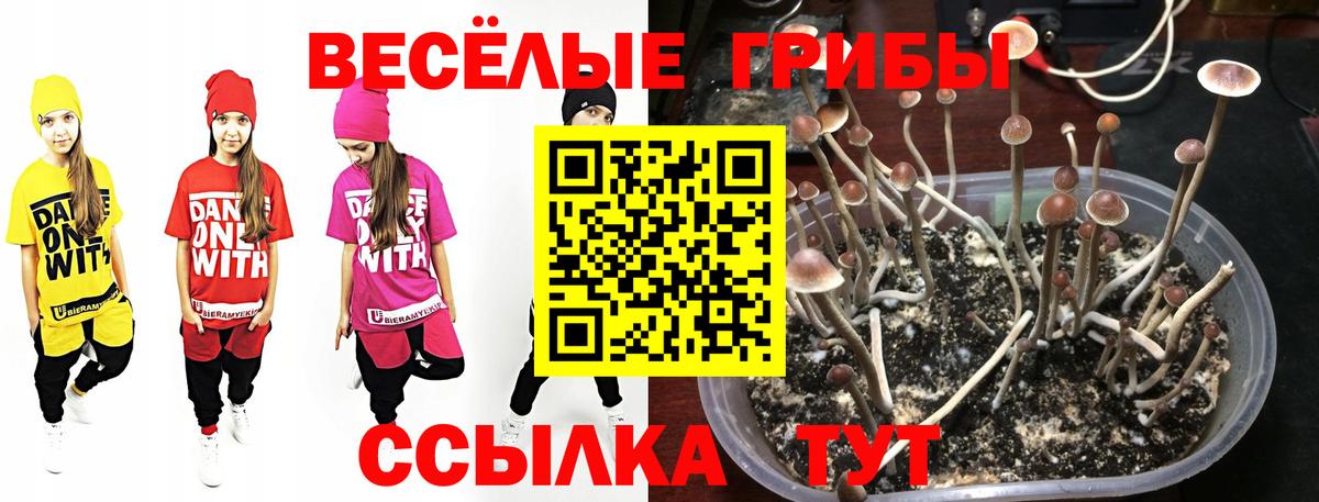 Галлюциногенные грибы Psilocybe Чебаркуль